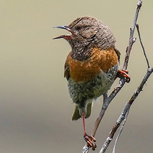 Robin Accentor